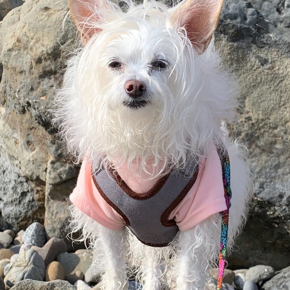 Meet your Posher, Posh - Picture 9 of 16